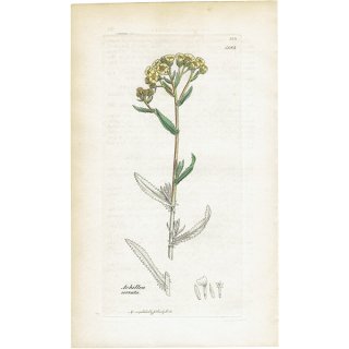 イギリス アンティーク ボタニカルアート / 植物画 銅版画 Achillea serrata. アキレア plate.1183,1839年 0594