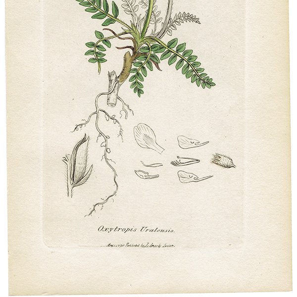 ꥹ ƥ ܥ˥륢 / ʪ Ƽǲ Oxytropis uralensis. ޥΥɥ° plate.1024,1839ǯ 0595