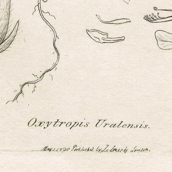 ꥹ ƥ ܥ˥륢 / ʪ Ƽǲ Oxytropis uralensis. ޥΥɥ° plate.1024,1839ǯ 0595