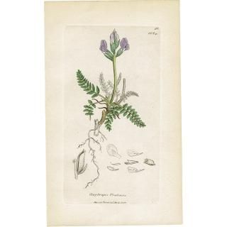 ꥹ ƥ ܥ˥륢 / ʪ Ƽǲ Oxytropis uralensis. ޥΥɥ° plate.1024,1839ǯ 0595