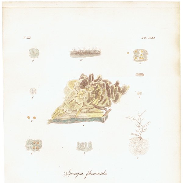 ʪ Spongia fluviatilis  ø峤 ƥץ ʪ ɸܲ0218