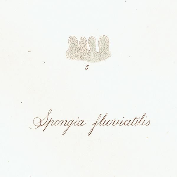 ʪ Spongia fluviatilis  ø峤 ƥץ ʪ ɸܲ0218