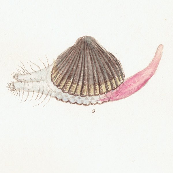 ʪ Pecten Pectuunculus  糭 ƥץ ʪ ɸܲ0219