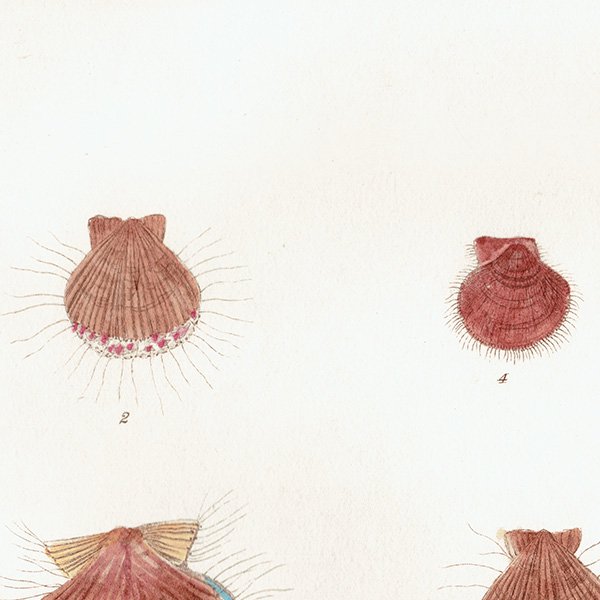 海洋生物 Pecten Pectuunculus  二枚貝 アンティークプリント 博物画 標本画｜0219