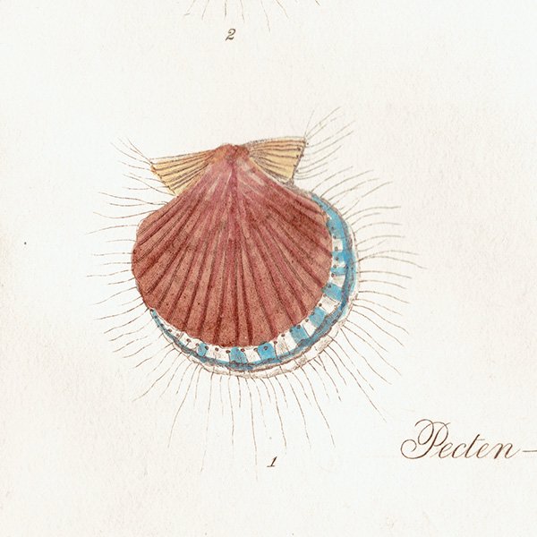 海洋生物 Pecten Pectuunculus  二枚貝 アンティークプリント 博物画 標本画｜0219
