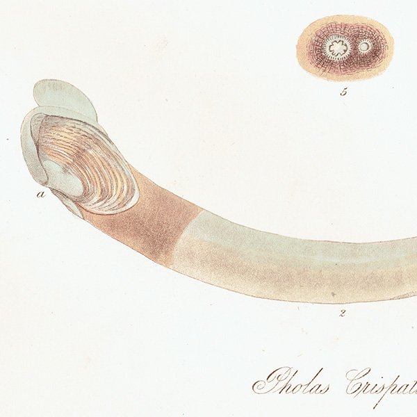 海洋生物 Pholas Crispatus  ニオガイ？ アンティークプリント 博物画 標本画｜0221