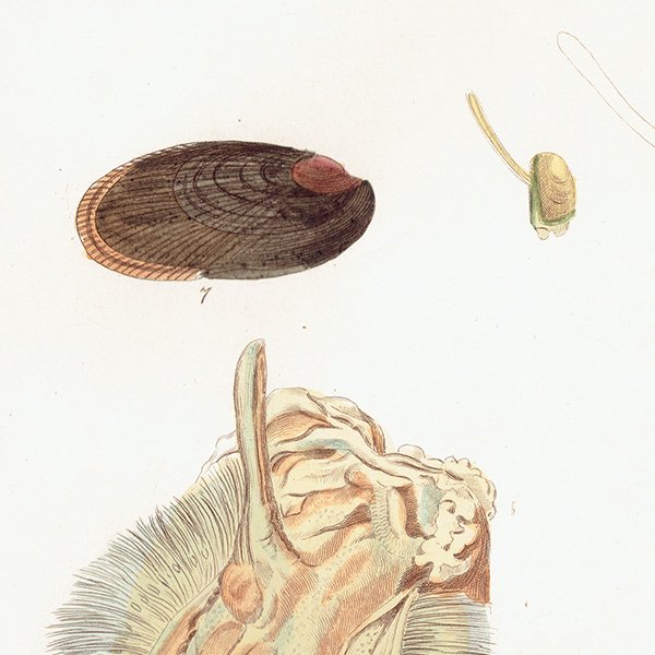 海洋生物 Mytilus Modiola 貝 アンティークプリント 博物画 標本画｜0222