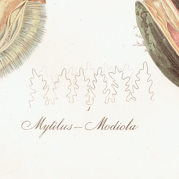 海洋生物 Mytilus Modiola 貝 アンティークプリント 博物画 標本画｜0222