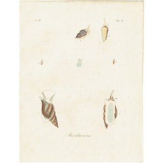 海洋生物 Miscellaneous 貝 アンティークプリント 博物画 標本画｜0223