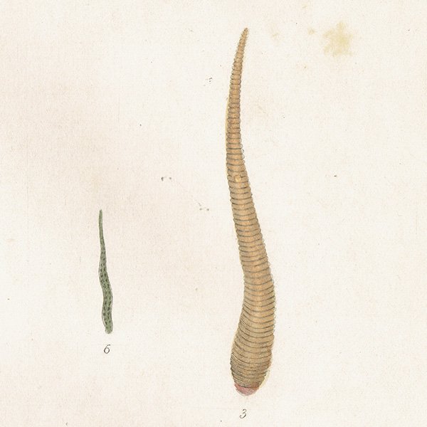 海洋生物 Hirudo ヒル（蛭） アンティークプリント 博物画 標本画｜0225