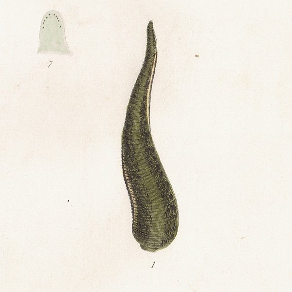 海洋生物 Hirudo ヒル（蛭） アンティークプリント 博物画 標本画｜0225