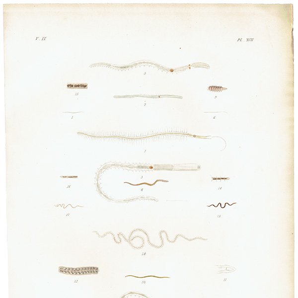 海洋生物 Nais Lumbricus  アンティークプリント 博物画 標本画｜0226