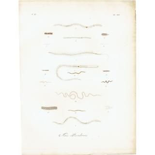 ʪ Nais Lumbricus  ƥץ ʪ ɸܲ0226