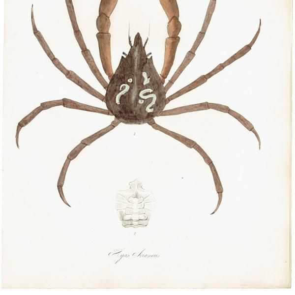 ʪ Hyas Araneus ⥬˲ ƥץ ʪ ɸܲ0227