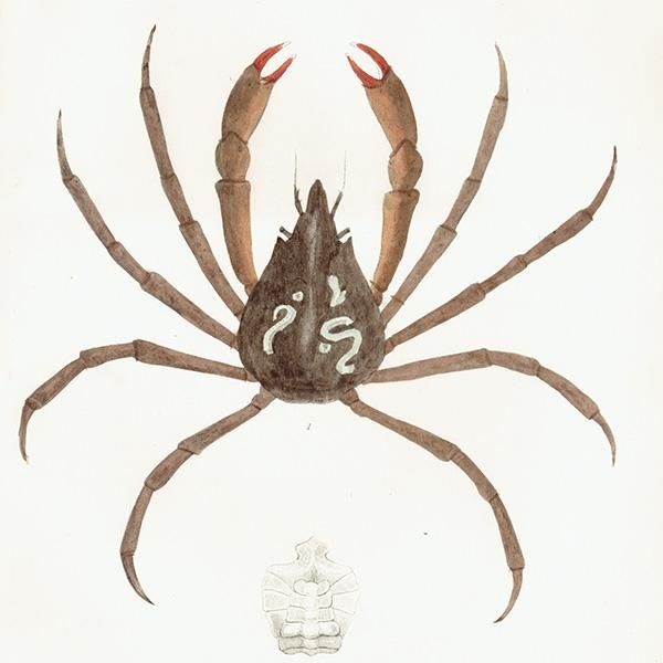海洋生物 Hyas Araneus クモガニ科 アンティークプリント 博物画