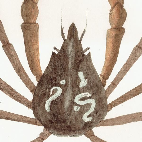 ʪ Hyas Araneus ⥬˲ ƥץ ʪ ɸܲ0227