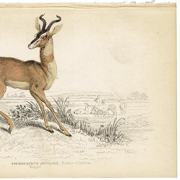 󥰥SOEMMERING'S ANTELOPE ƥץ ʪ ꥹ 1866ǯ  0122