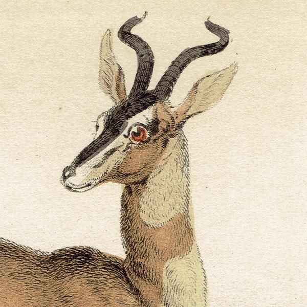 󥰥SOEMMERING'S ANTELOPE ƥץ ʪ ꥹ 1866ǯ  0122