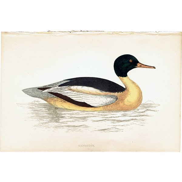 GOOSANDER カワアイサ カモ イギリス アンティークプリント 博物画  (A history of British birds) 1851年  0123