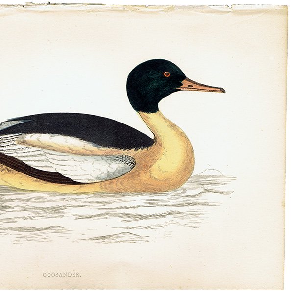 GOOSANDER カワアイサ カモ イギリス アンティークプリント 博物画  (A history of British birds) 1851年  0123