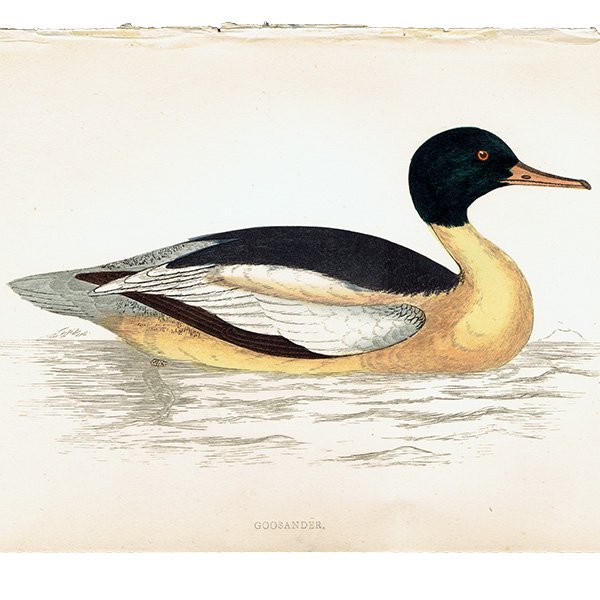 GOOSANDER 異  ꥹ ƥץ ʪ  (A history of British birds) 1851ǯ  0123