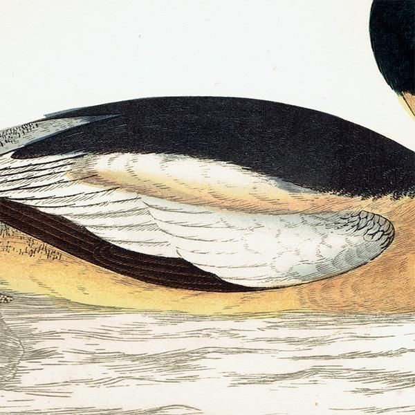 GOOSANDER 異  ꥹ ƥץ ʪ  (A history of British birds) 1851ǯ  0123