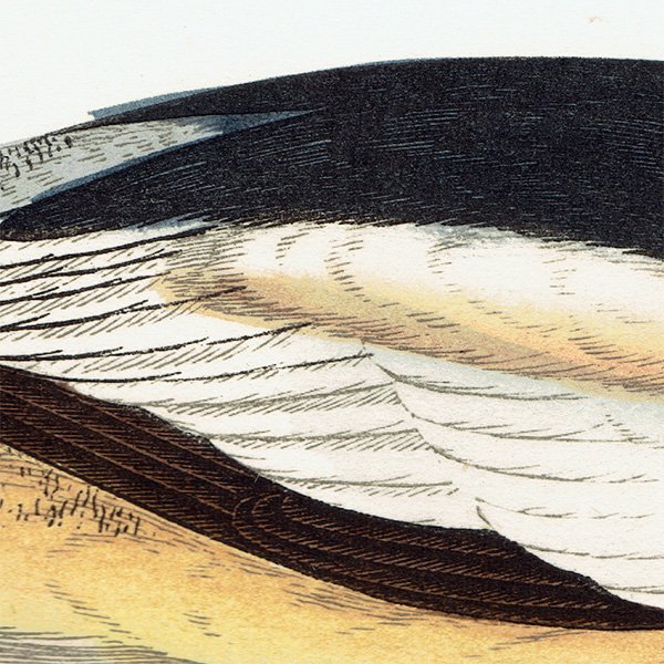 GOOSANDER 異  ꥹ ƥץ ʪ  (A history of British birds) 1851ǯ  0123
