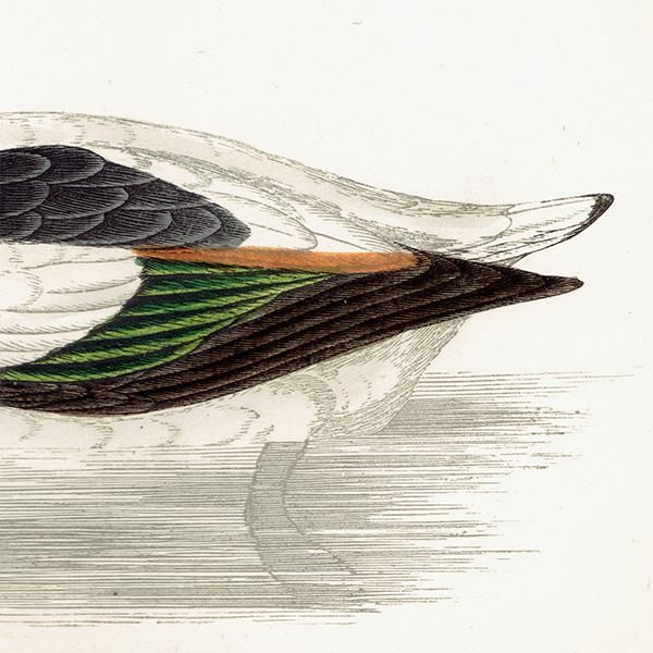 SHIELDRAKE ӥ異ĥ  ꥹ ƥץ ʪ  (A history of British birds) 1851ǯ  0124