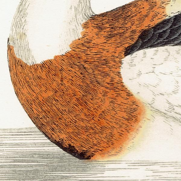 SHIELDRAKE ӥ異ĥ  ꥹ ƥץ ʪ  (A history of British birds) 1851ǯ  0124