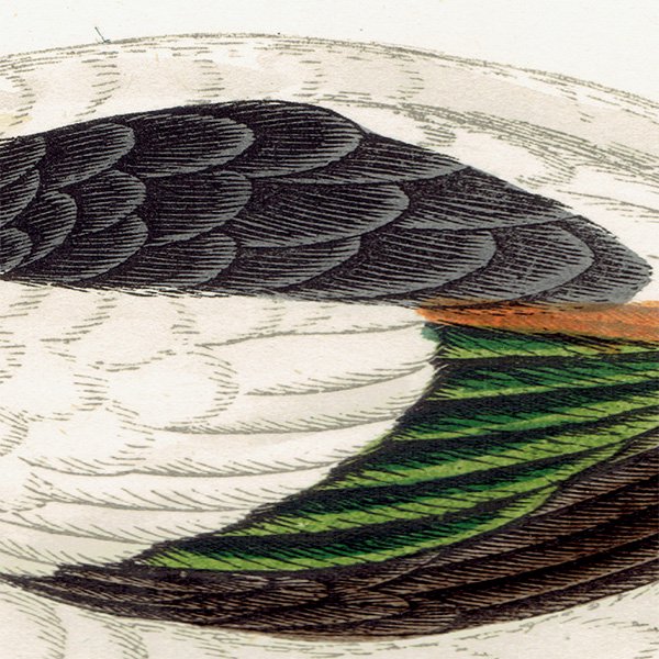 SHIELDRAKE ӥ異ĥ  ꥹ ƥץ ʪ  (A history of British birds) 1851ǯ  0124