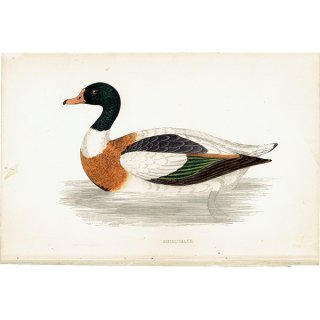 SHIELDRAKE クビワアカツクシガモ カモ イギリス アンティークプリント 博物画  (A history of British birds) 1851年  0124