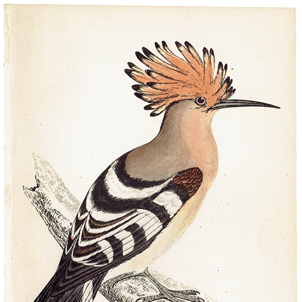 HOOPOE ヤツガシラ イギリス アンティークプリント 博物画  (A history of British birds) 1851年  0125