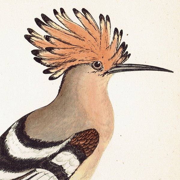 HOOPOE ĥ ꥹ ƥץ ʪ  (A history of British birds) 1851ǯ  0125