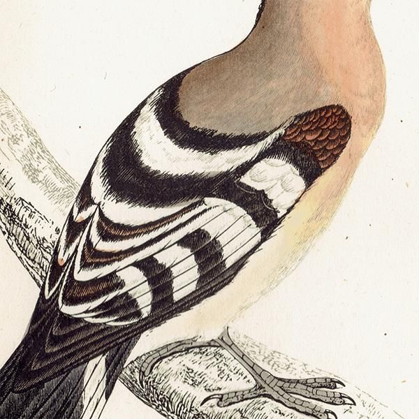 HOOPOE ĥ ꥹ ƥץ ʪ  (A history of British birds) 1851ǯ  0125