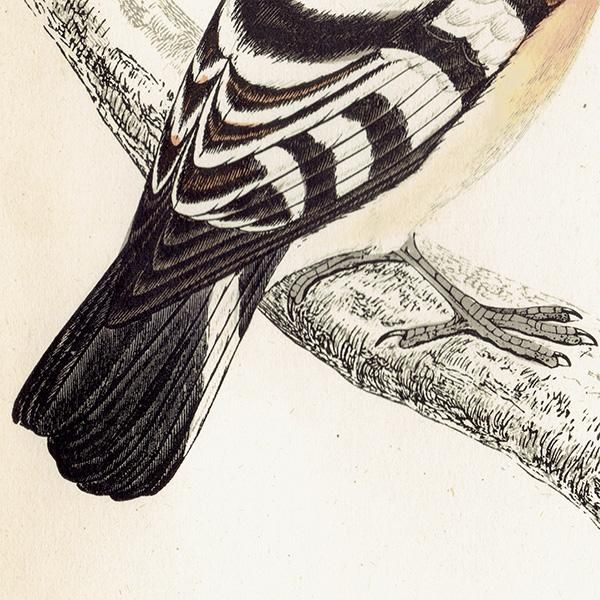 HOOPOE ĥ ꥹ ƥץ ʪ  (A history of British birds) 1851ǯ  0125