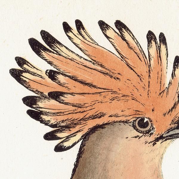 HOOPOE ĥ ꥹ ƥץ ʪ  (A history of British birds) 1851ǯ  0125