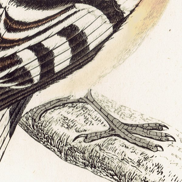 HOOPOE ヤツガシラ イギリス アンティークプリント 博物画  (A history of British birds) 1851年  0125
