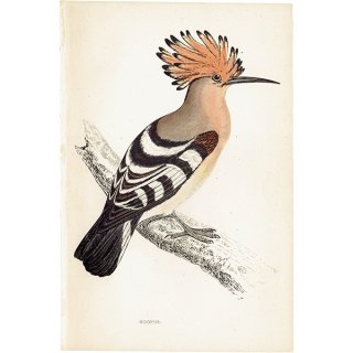 HOOPOE ĥ ꥹ ƥץ ʪ  (A history of British birds) 1851ǯ  0125