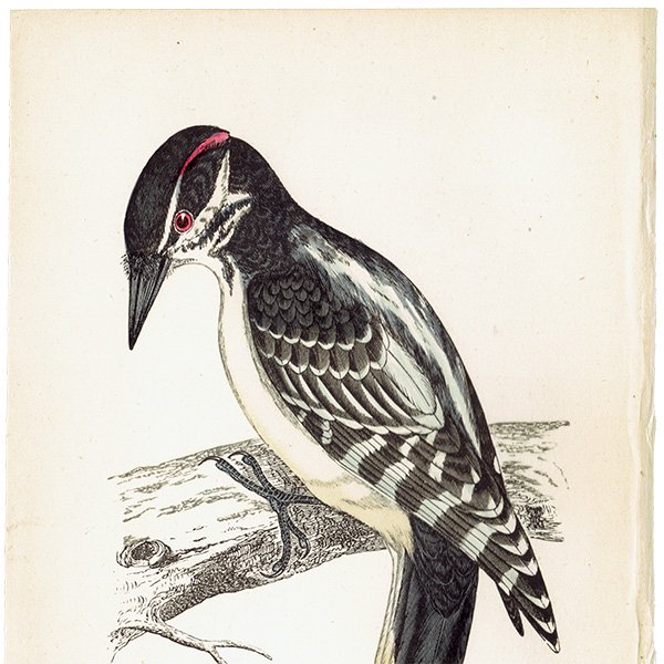 HAIRY WOODPECKER  ĥĥ ꥹ ƥץ ʪ  (A history of British birds) 1851ǯ  0126