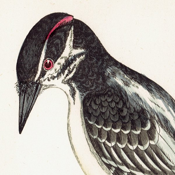 HAIRY WOODPECKER  ĥĥ ꥹ ƥץ ʪ  (A history of British birds) 1851ǯ  0126