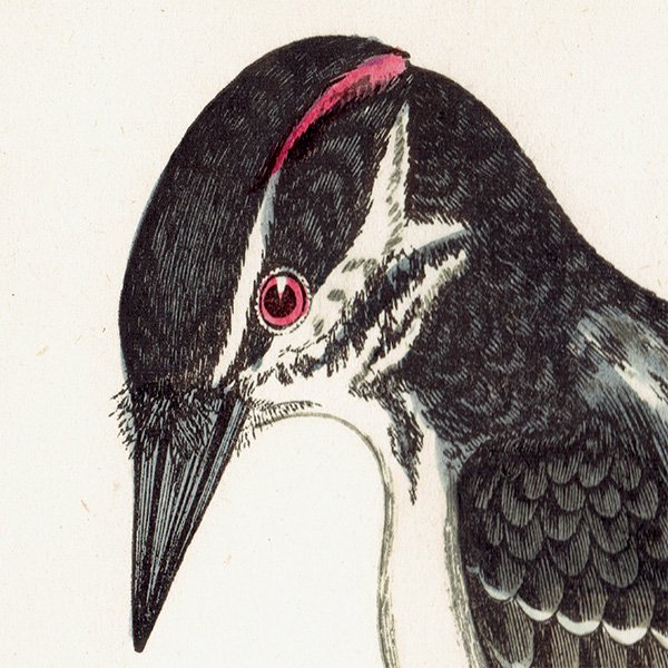 HAIRY WOODPECKER  ĥĥ ꥹ ƥץ ʪ  (A history of British birds) 1851ǯ  0126
