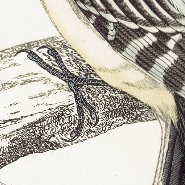 HAIRY WOODPECKER  ĥĥ ꥹ ƥץ ʪ  (A history of British birds) 1851ǯ  0126