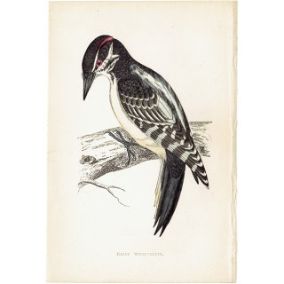 HAIRY WOODPECKER セジロアカゲラ キツツキ目 イギリス アンティークプリント 博物画  (A history of British birds) 1851年  0126