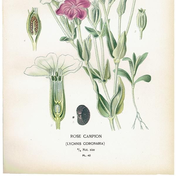 ꥹ ƥ ܥ˥륢 / ʪ ¿ ROSE CAMPION Υ 1896ǯ 0640