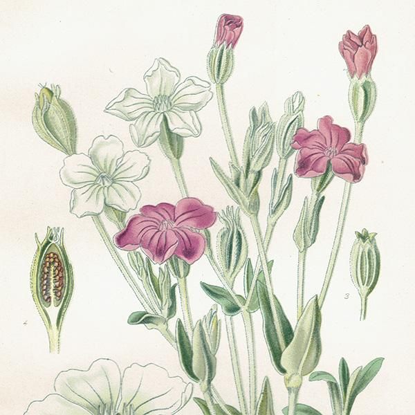 イギリス アンティーク ボタニカルアート / 植物画 多色石版