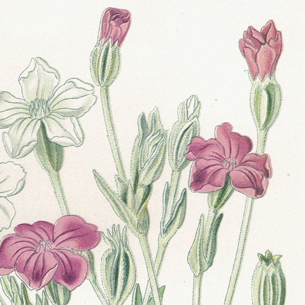 イギリス アンティーク ボタニカルアート / 植物画 多色石版 ROSE CAMPION スイセンノウ 1896年 0640