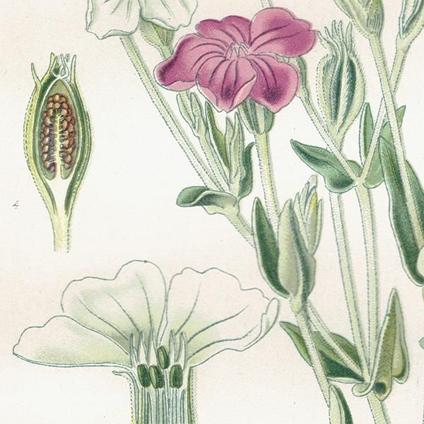 イギリス アンティーク ボタニカルアート / 植物画 多色石版