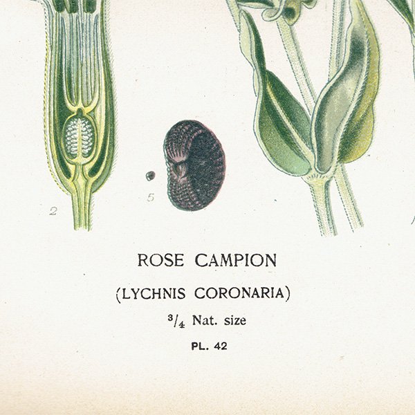イギリス アンティーク ボタニカルアート / 植物画 多色石版 ROSE CAMPION スイセンノウ 1896年 0640
