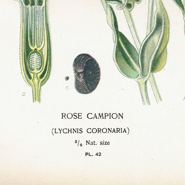 ꥹ ƥ ܥ˥륢 / ʪ ¿ ROSE CAMPION Υ 1896ǯ 0640