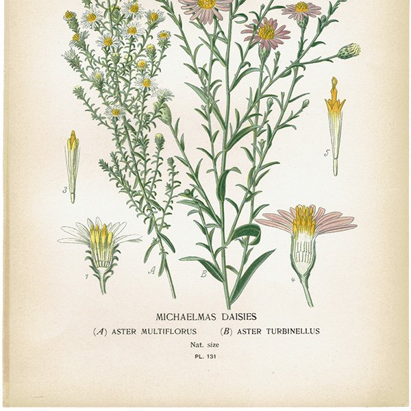 ꥹ ƥ ܥ˥륢 / ʪ ¿ MICHAELMAS DAISIES 椦󤮤ͧơ 1896ǯ 0641